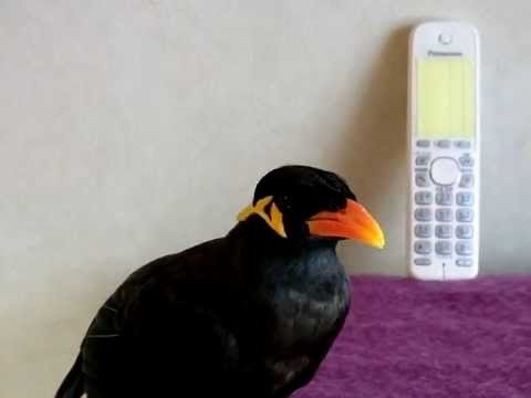 あべちゃん：仕事の電話に出ておいてやった - YouTube