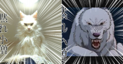 【奇跡】猫がなんか神っぽくなってたww