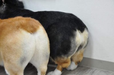 犬好きが、犬への熱い想いをつづるトピ。