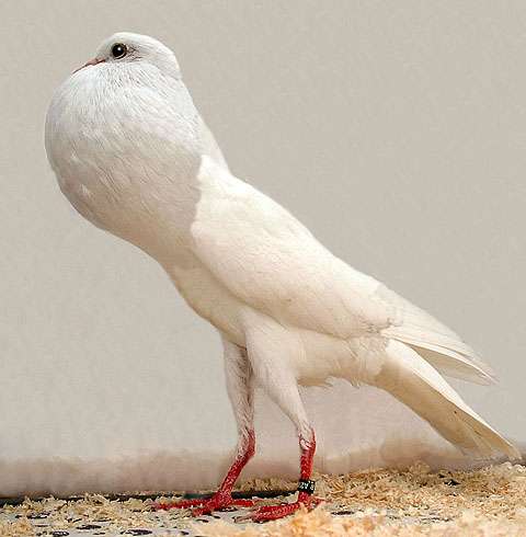 鳩胸にオススメの下着ありますか?
