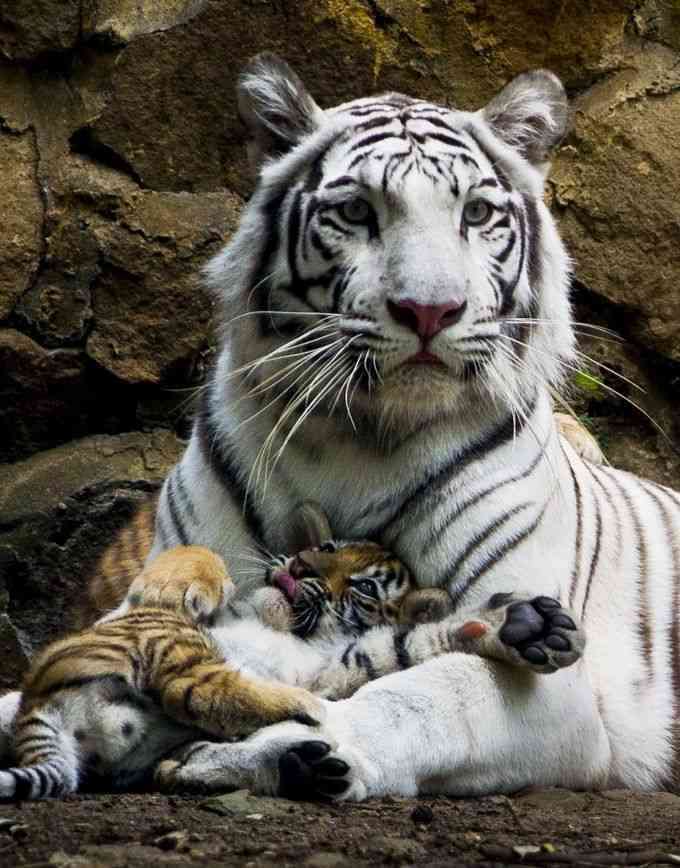 【画像】動物親子の画像を貼るトピ
