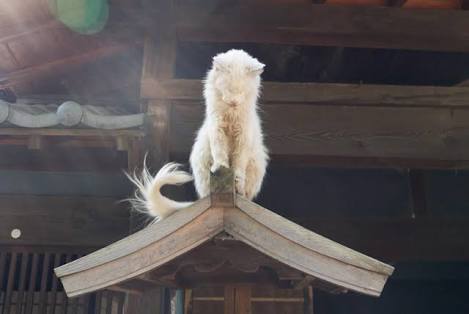 【奇跡】猫がなんか神っぽくなってたww