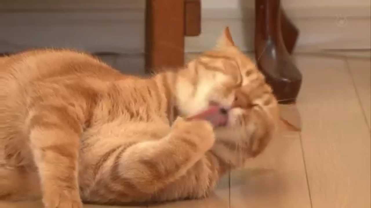 ネコたちの詩　タビ - YouTube