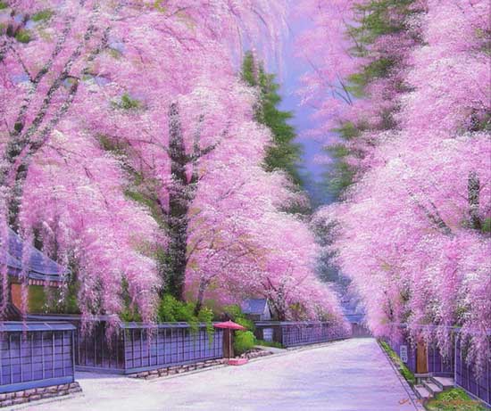 桜を描いた絵画♪