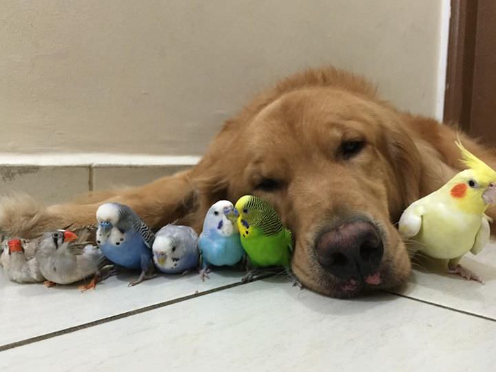 インコ、九官鳥飼ってる方