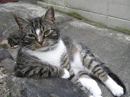 「よっ!」て言ってそうな画像ください