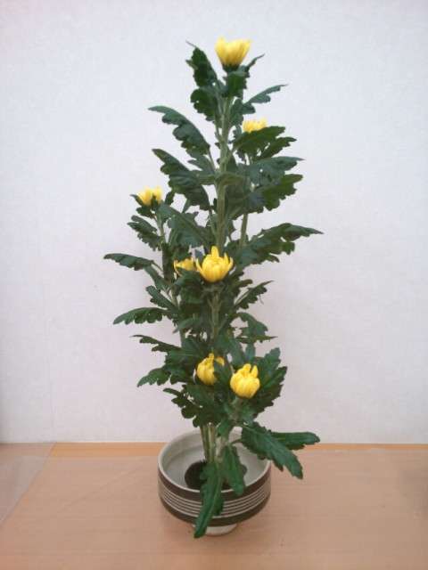 部屋に生花を飾ってる人   集まれ！！