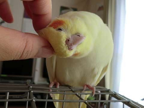 インコ、九官鳥飼ってる方