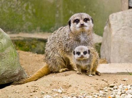【画像】動物親子の画像を貼るトピ