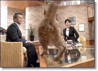 テレビ東京　看板ネコが人気の異色報道番組、3月で終了