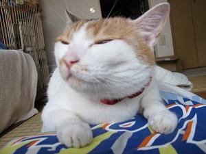 最後に「みつを」とつけて何でもかんでも名言ぽくするトピ
