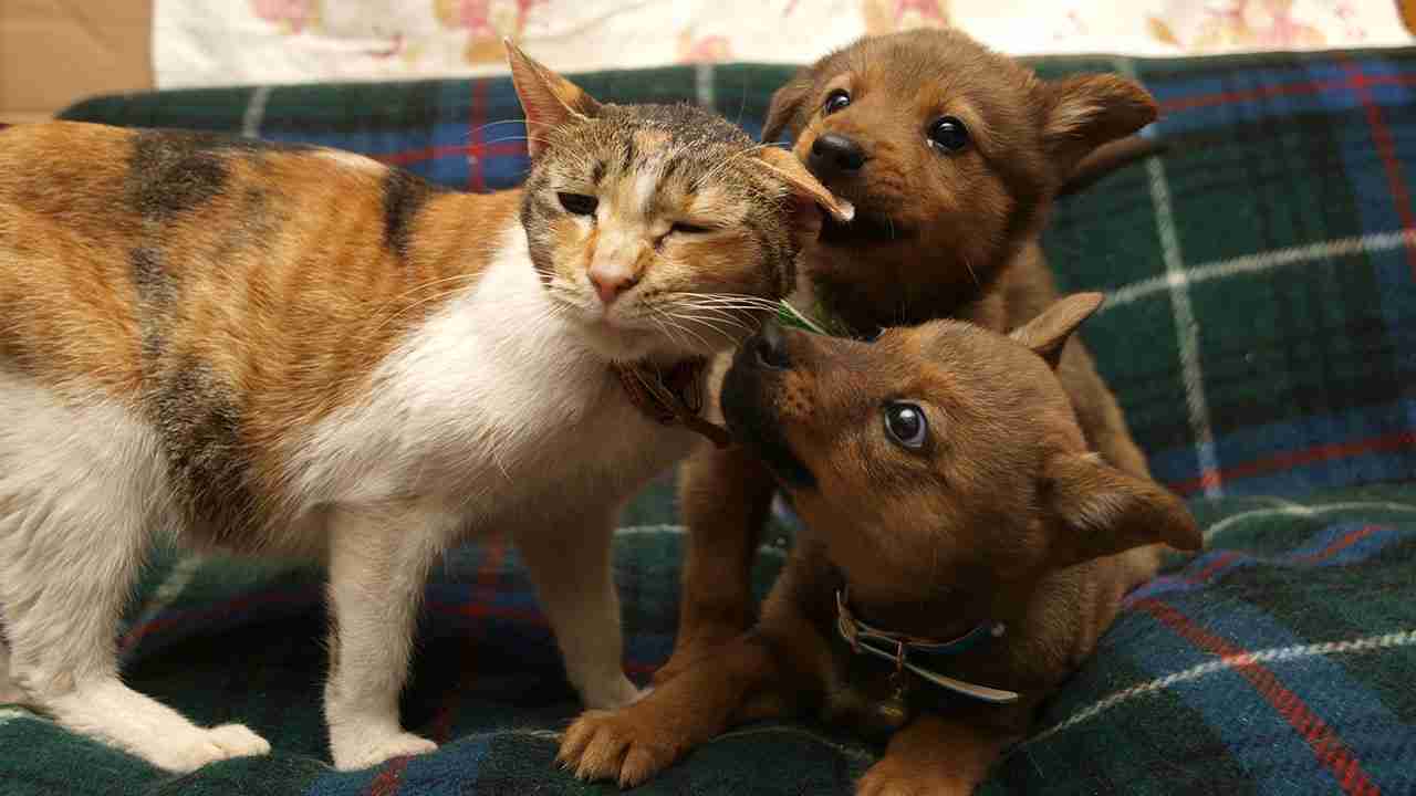 捨てられた犬や猫たちを救おう - Yahoo!ネット募金