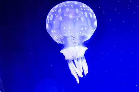クラゲで癒やされよう
