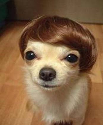 動物の画像にセリフをつけて遊ぶトピ