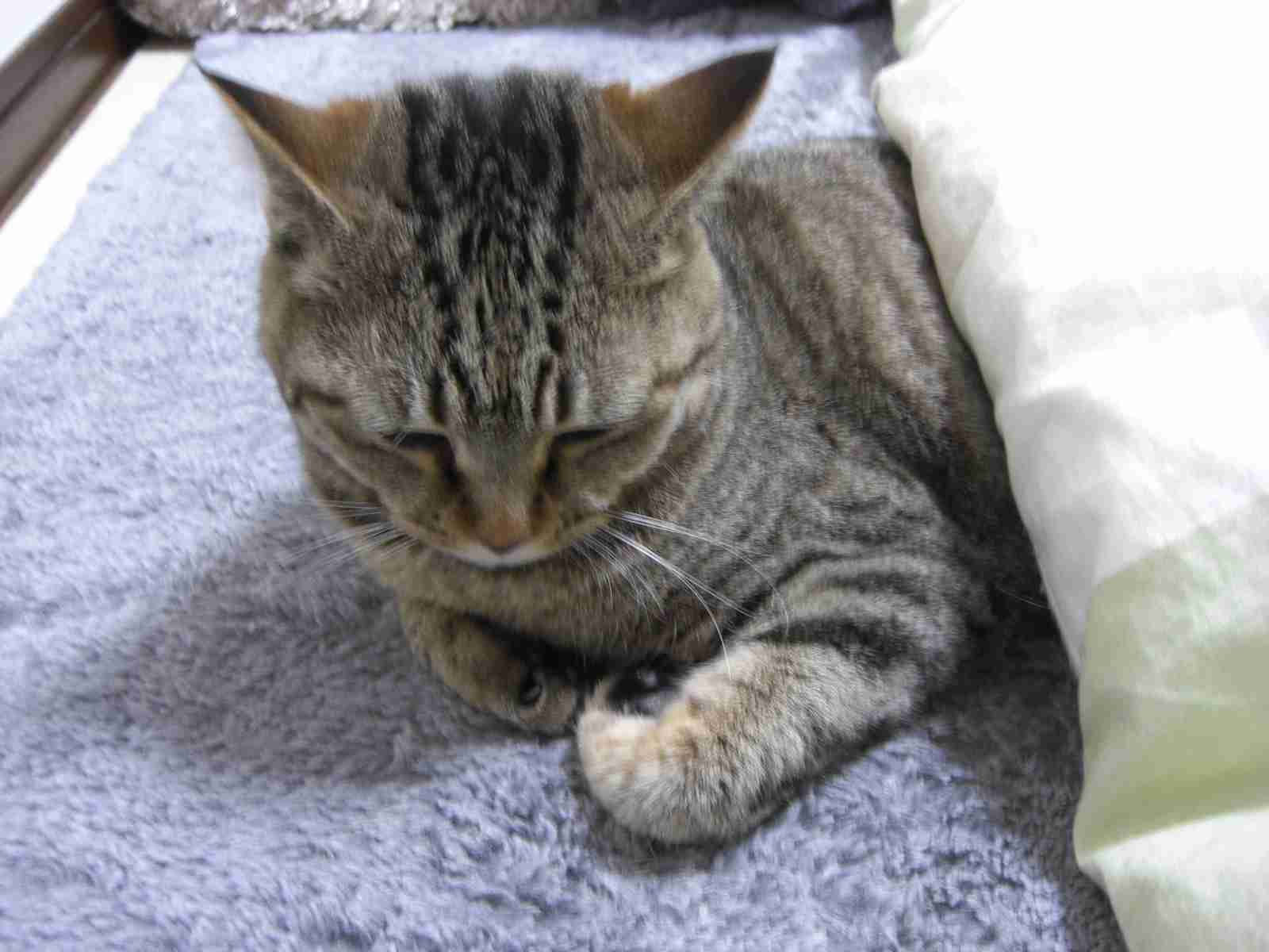 ガルちゃん猫カフェ☆2号店
