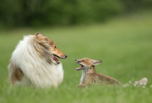 犬好きが、犬への熱い想いをつづるトピ。