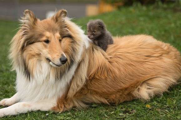 犬好きが、犬への熱い想いをつづるトピ。