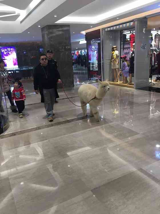 シュールな画像トピ