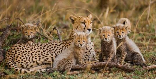 【画像】動物親子の画像を貼るトピ