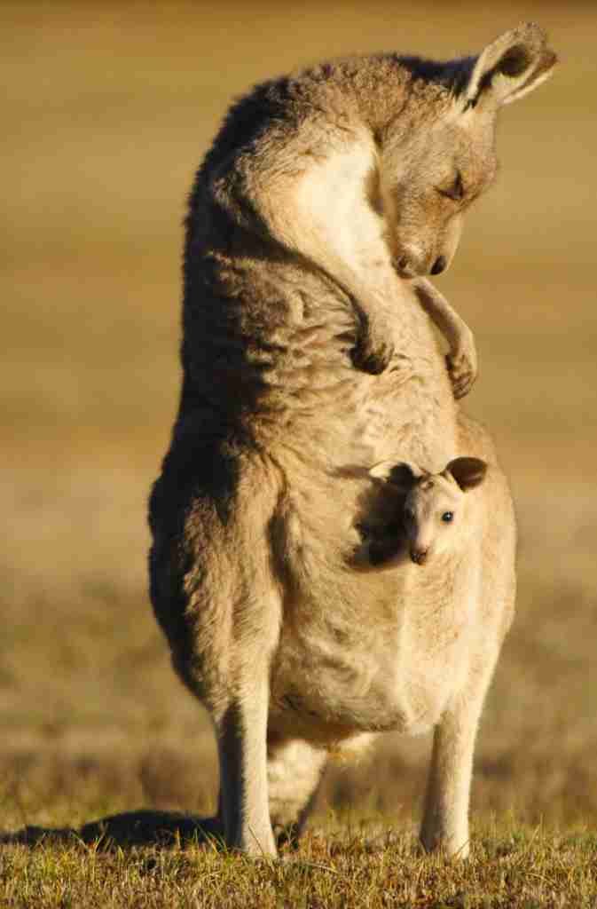 【画像】動物親子の画像を貼るトピ