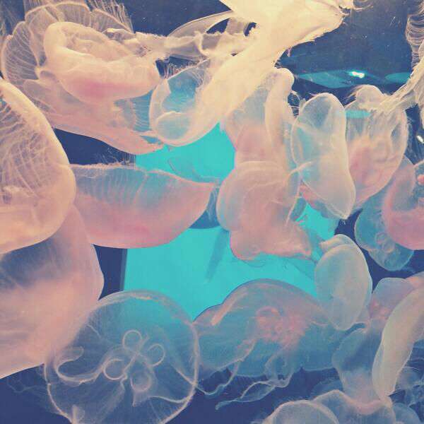 クラゲで癒やされよう