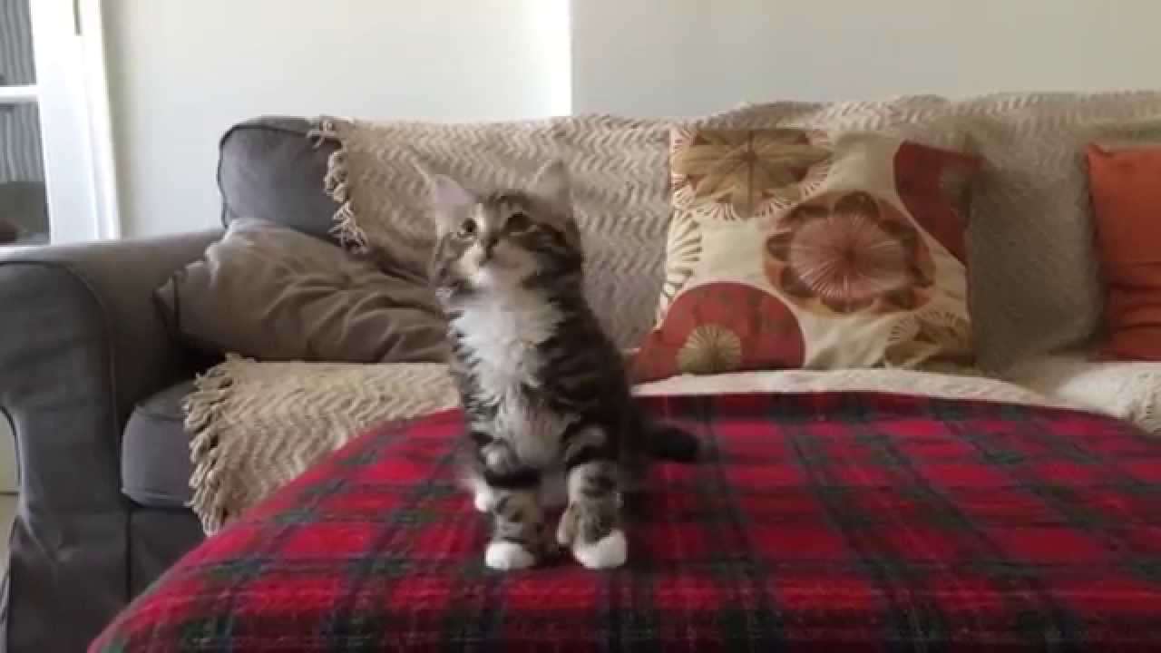 Uptown Funk Cat Version - Winnie the Kitten Video (adorable cat dancing to Uptown Funk) - YouTube