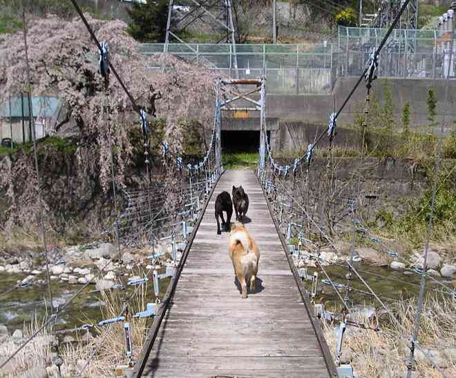 桜を描いた絵画♪