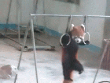 ちょっと変わった場所にいる動物の画像を貼るトピ
