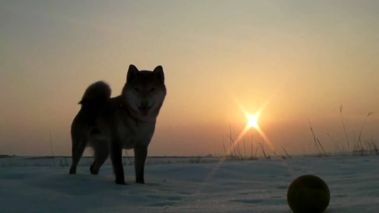 サンセット・メモリー　炎の犬　