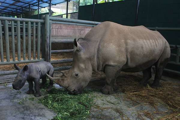 【画像】動物親子の画像を貼るトピ