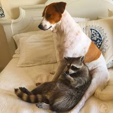 超リラックスしている【動物画像】トピ♪