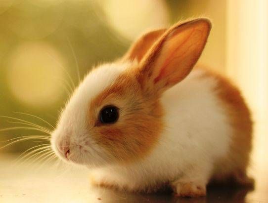 この正解例は卑怯…「うさぎが人間にしてくれること」が想像以上に切なかった