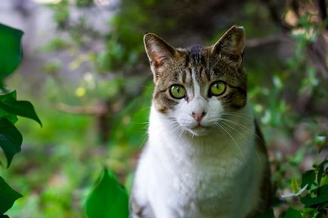 ノラ猫のエサやり禁止条例で議論！ アンケートは77％が賛成「エサやりは一時的なエゴ」