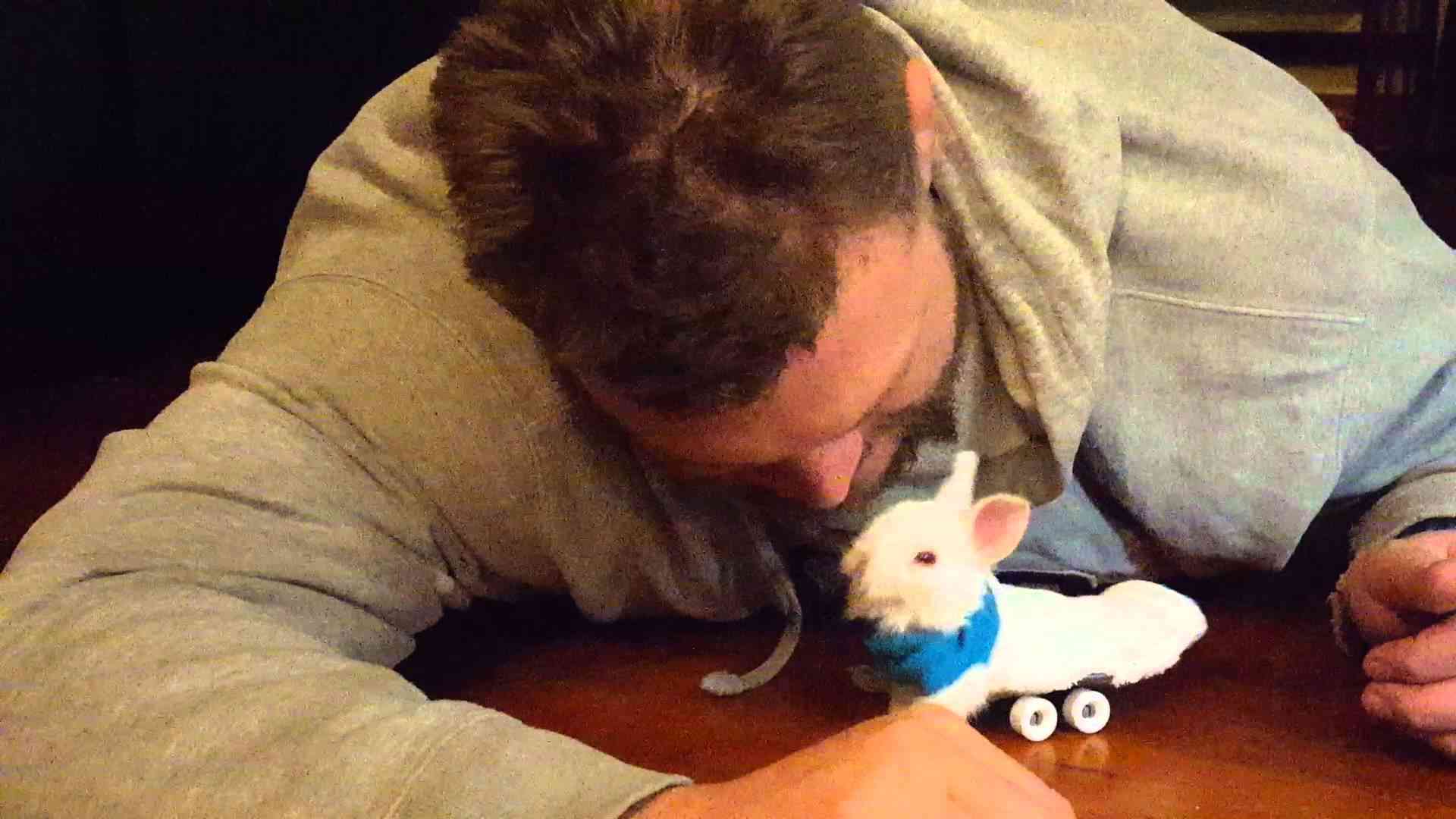 The Original Viral Video of Wheelz The Little Bunny That Could - YouTube