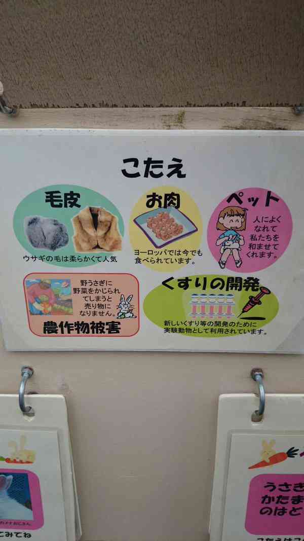 この正解例は卑怯…「うさぎが人間にしてくれること」が想像以上に切なかった