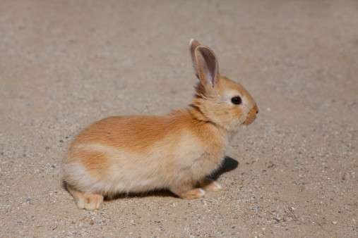 この正解例は卑怯…「うさぎが人間にしてくれること」が想像以上に切なかった