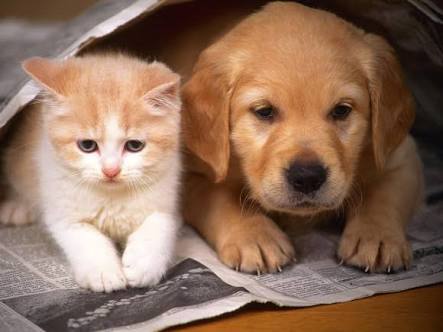 犬・猫の譲渡会案内