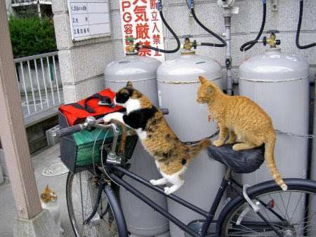 動物画像でオリジナルボケてを作ろう！