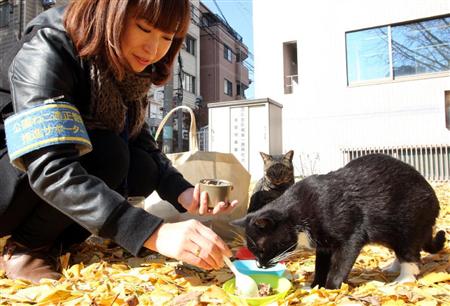 野良猫、大阪市内で減る　不妊・去勢手術が奏功　目印は「さくら耳」 - SankeiBiz（サンケイビズ）