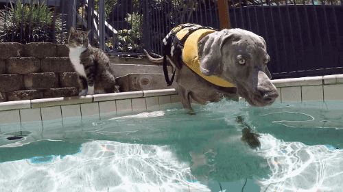 犬好きが、犬への熱い想いをつづるトピ。
