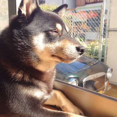超リラックスしている【動物画像】トピ♪