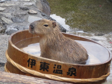 カピバラのお風呂見ながら入浴、間近で観察できる全国初の温泉施設