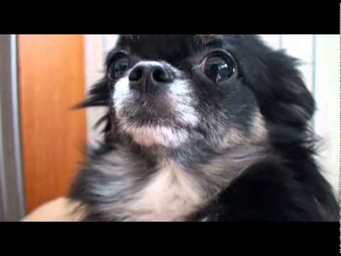 怒られて涙ポロンなチワワ  Chihuahua that sheds tears - YouTube