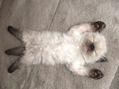 【エロ以外】気持ち良さそうな画像を貼るトピ