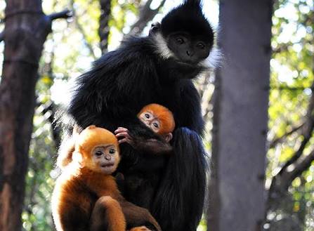 【画像】動物親子の画像を貼るトピ