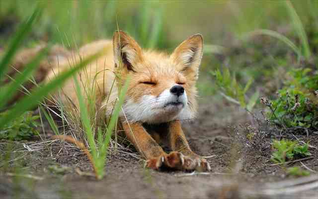 超リラックスしている【動物画像】トピ♪
