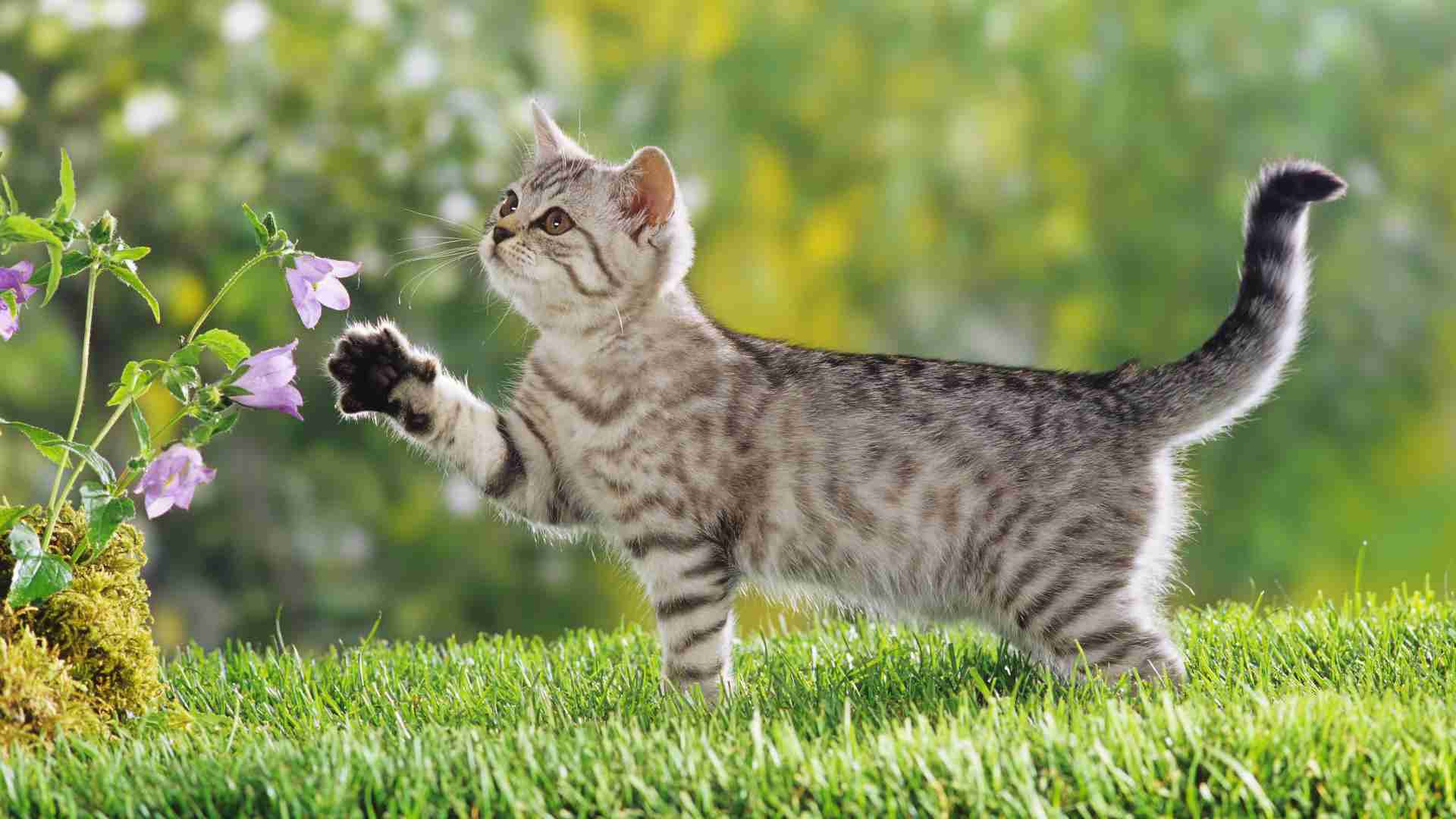 飼い猫の放し飼い、どう思いますか?