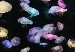 クラゲで癒やされよう