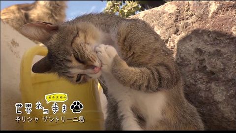 ほっこりする番組