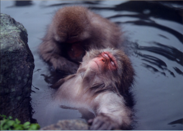 【エロ以外】気持ち良さそうな画像を貼るトピ